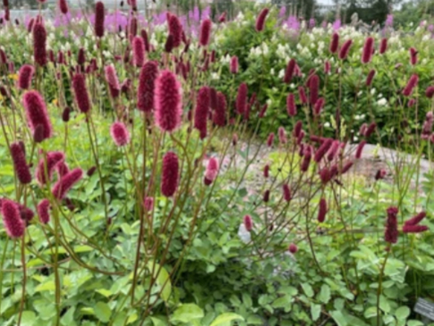 Кровохлебка лекарственная Sanguisorba officinalis
