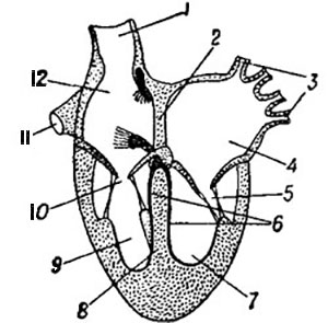Сердце